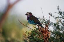 Blauracke im Samburu NP